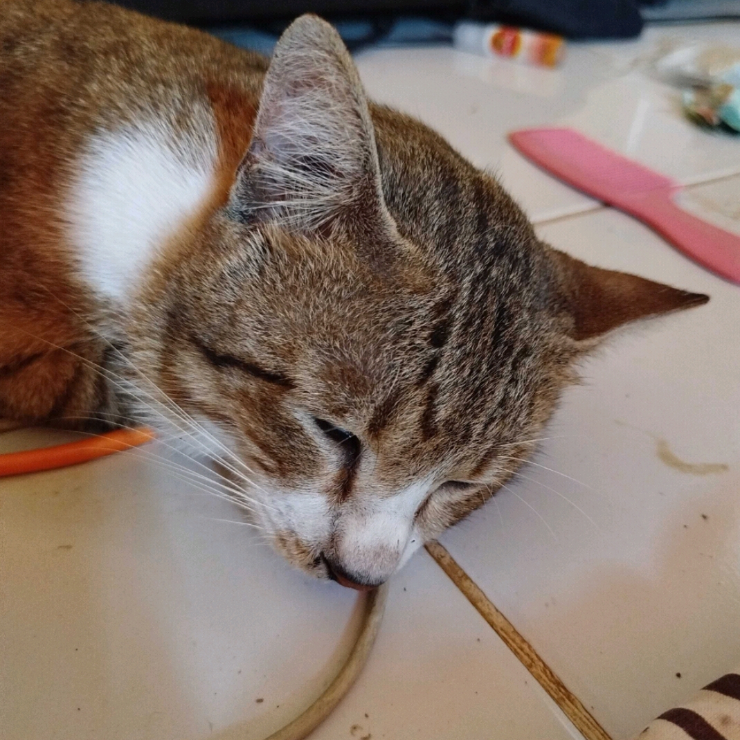 kanggurusameer