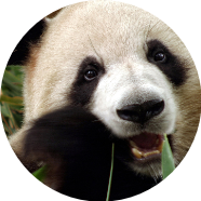 imageProfile
