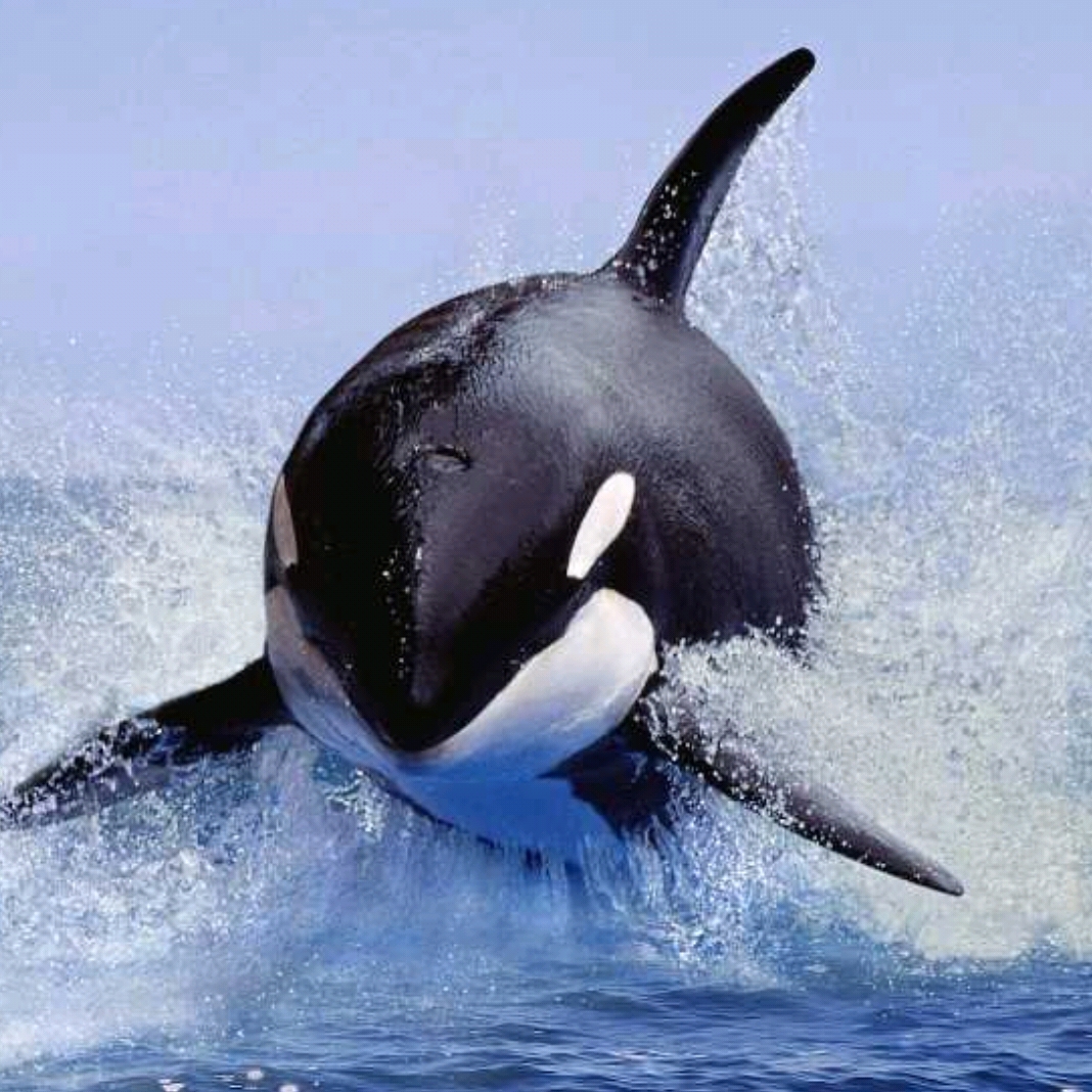 javorca