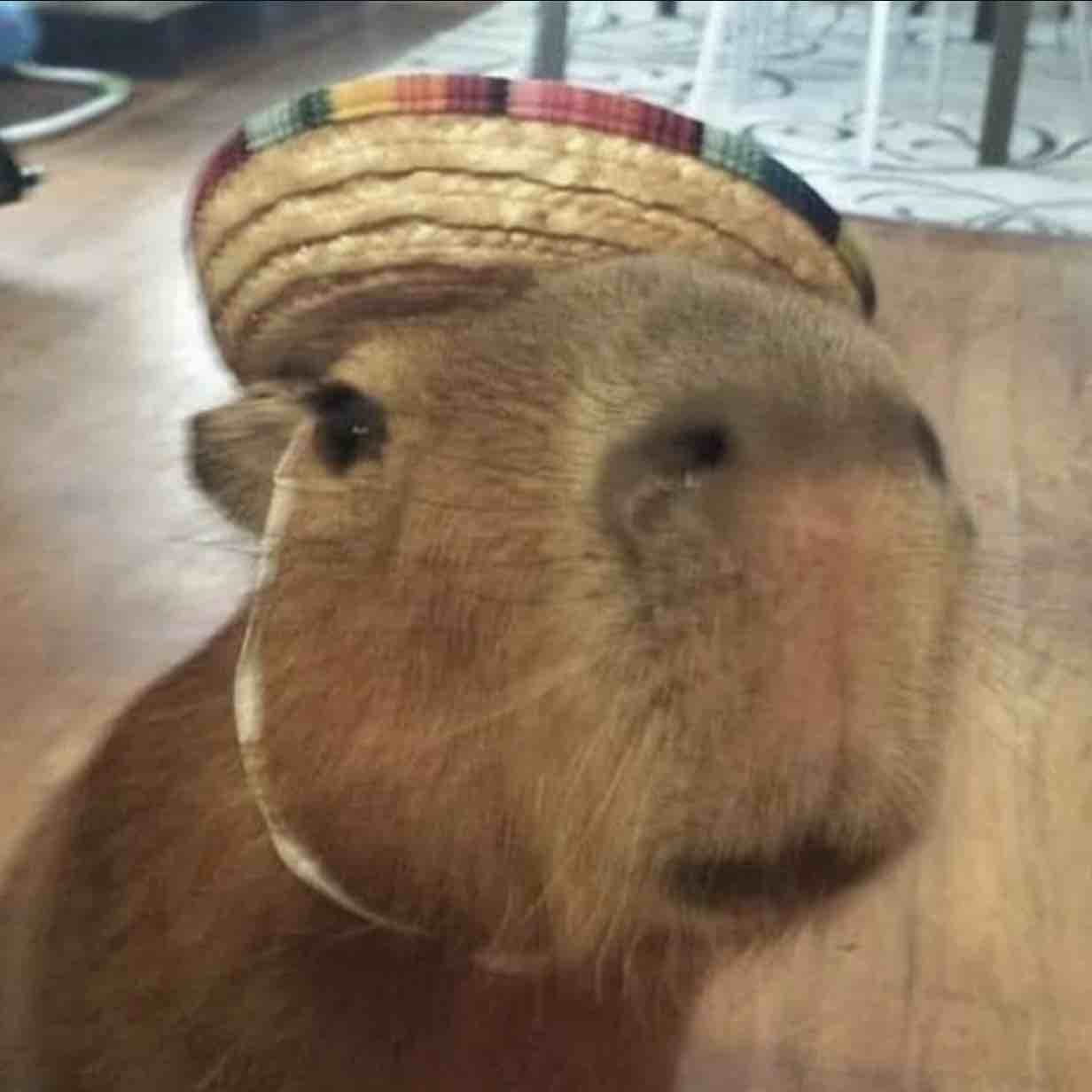 Philipusdavid