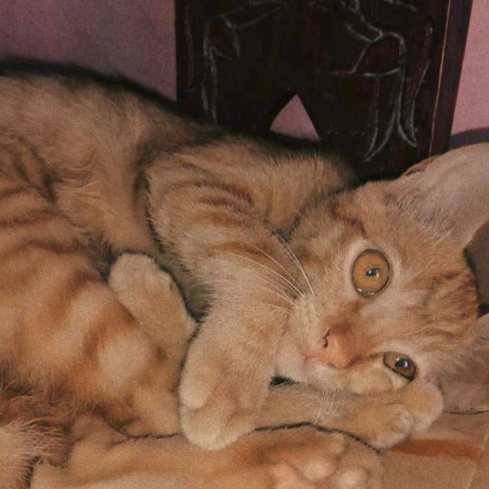 Anggunflaa
