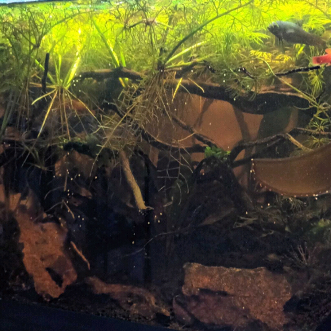 tadanamakuni