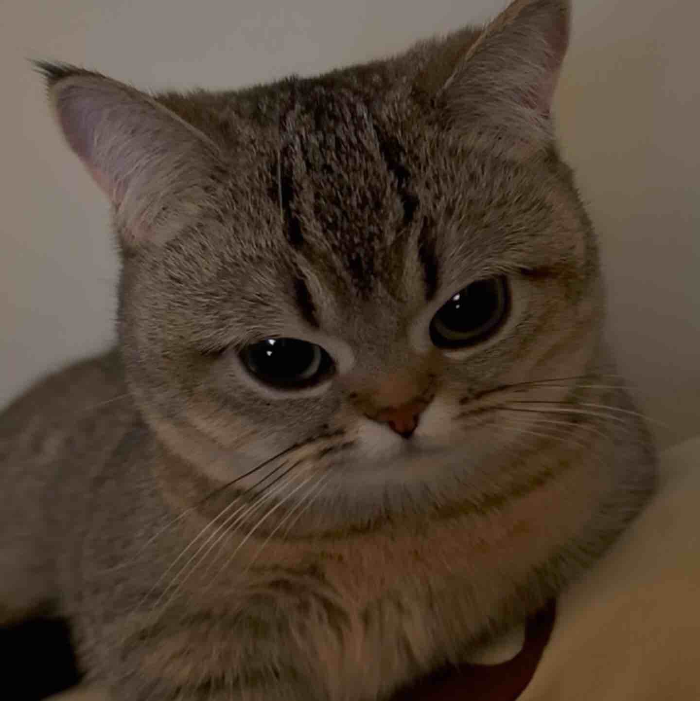 Trandlyxx