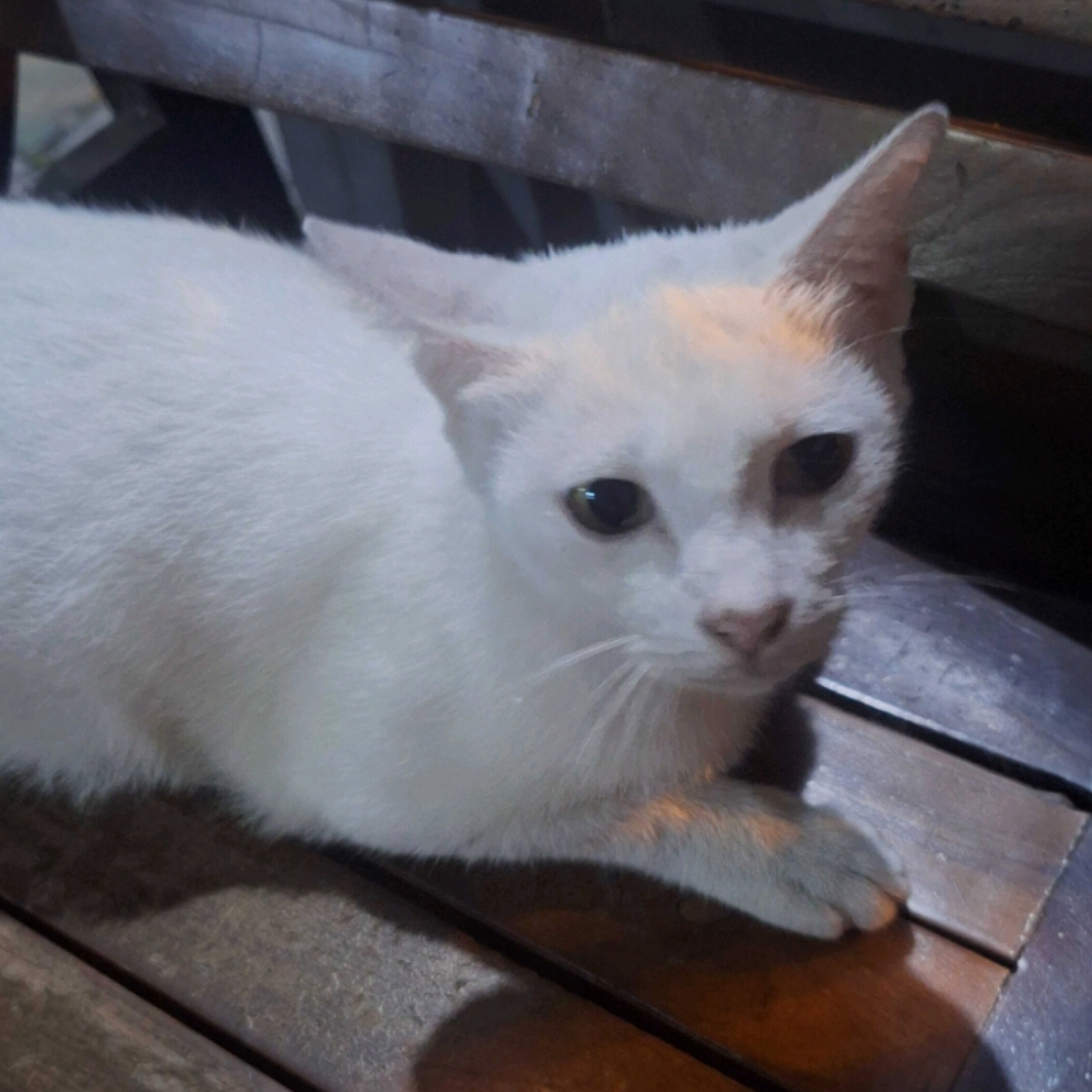 AgungCuanterus