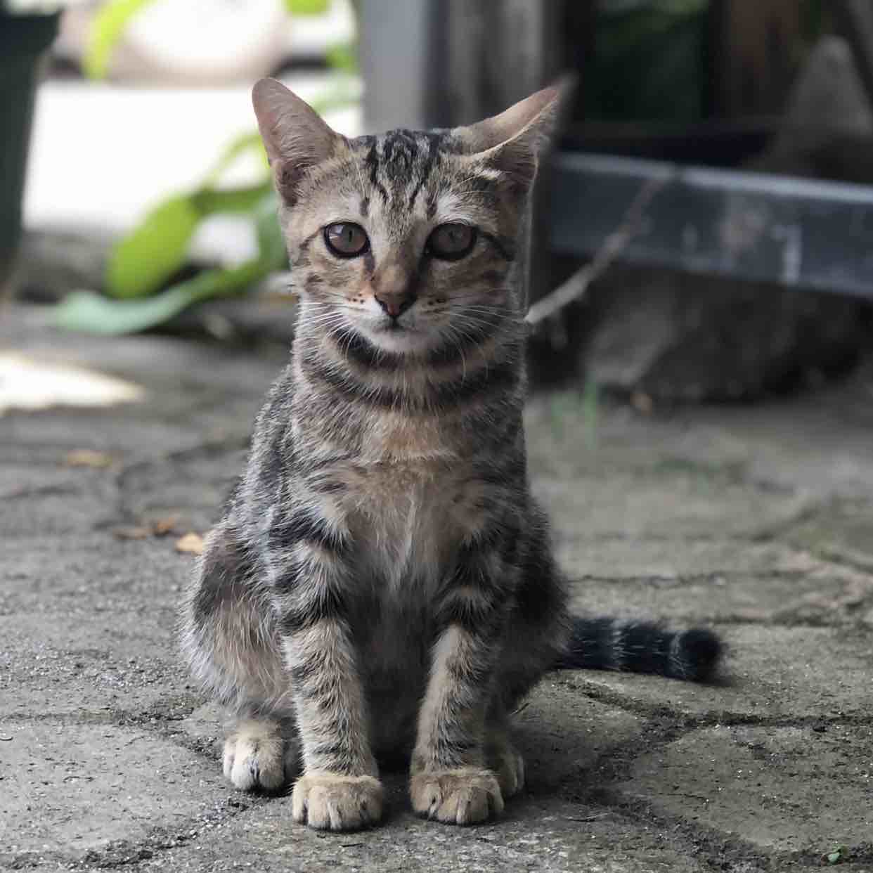 Adhikaprsty
