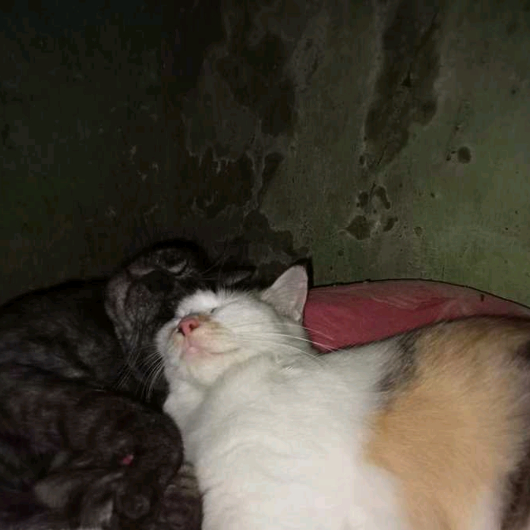 dzekopucang
