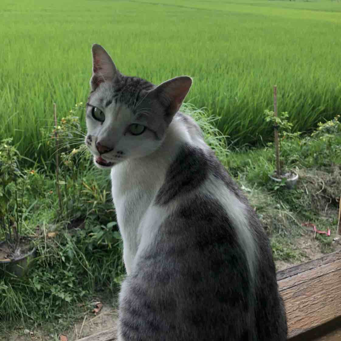 imageProfile