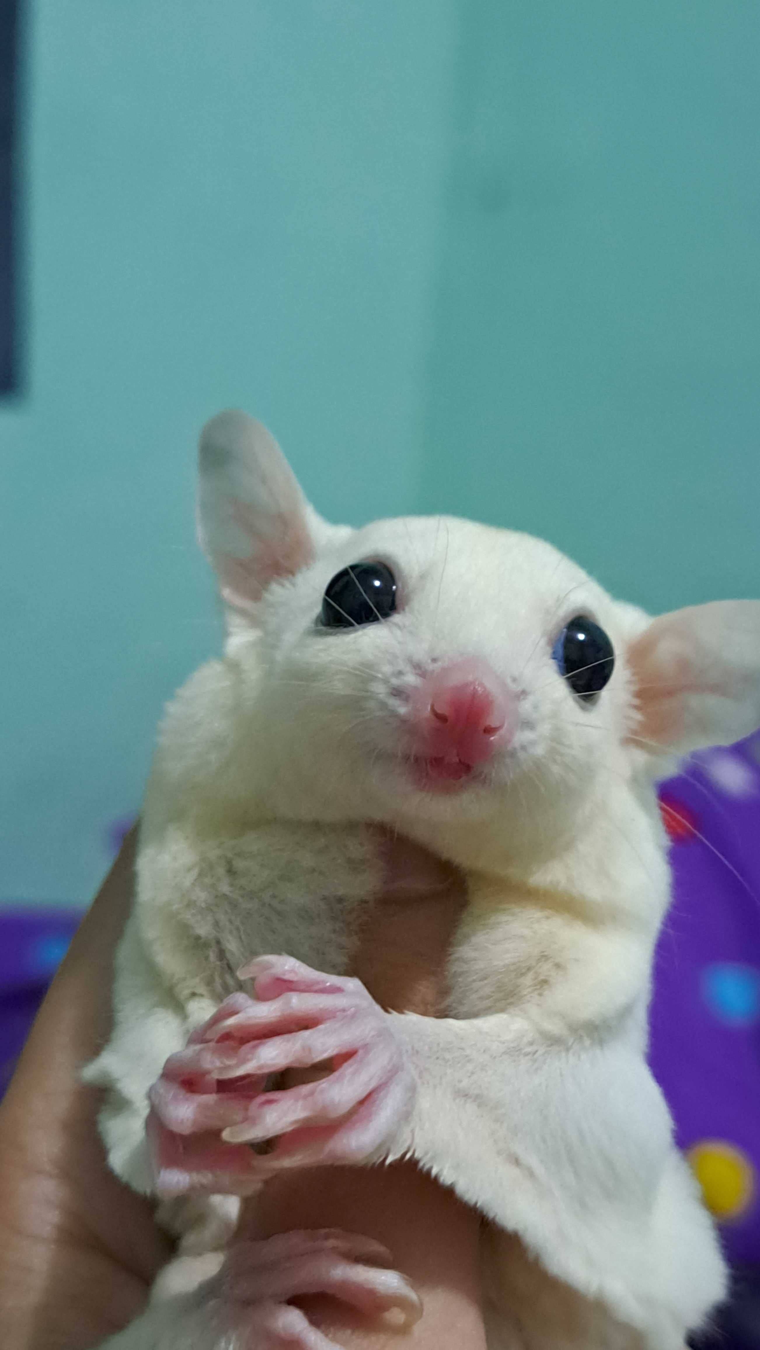 fidyaa