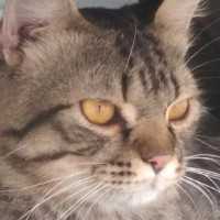 imageProfile