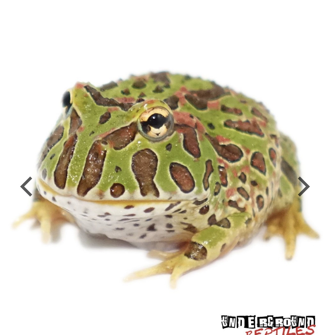 imageProfile