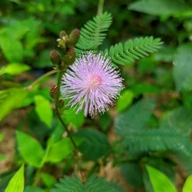 imageProfile