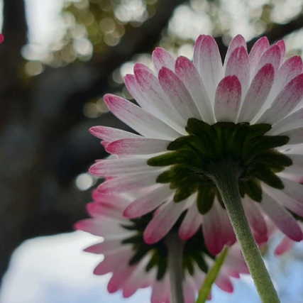 imageProfile