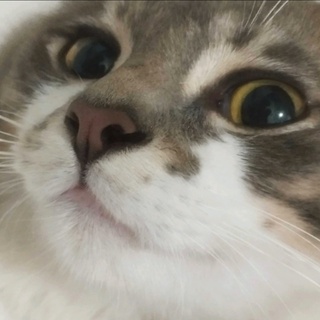 imageProfile