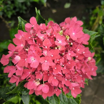 imageProfile