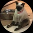 imageProfile
