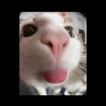 imageProfile
