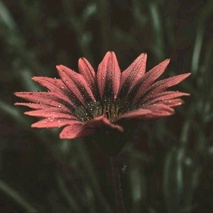 imageProfile