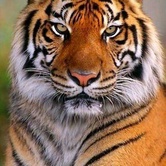 imageProfile