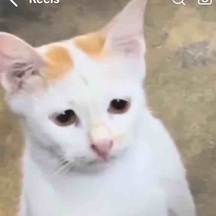 imageProfile
