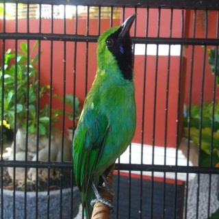 imageProfile