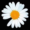 imageProfile