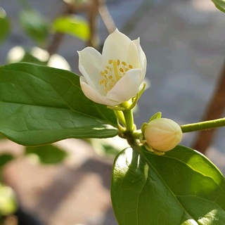 imageProfile