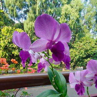 imageProfile