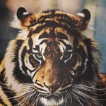 imageProfile