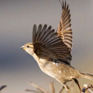 imageProfile