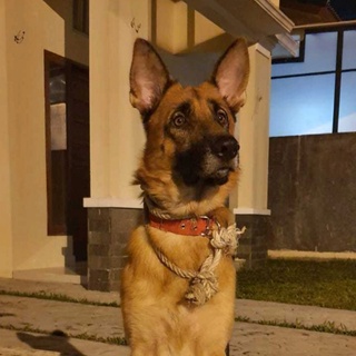 imageProfile