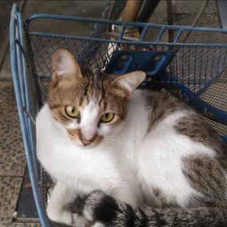 imageProfile
