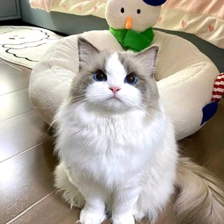 imageProfile
