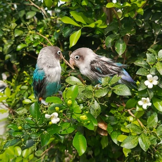 imageProfile