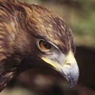 imageProfile