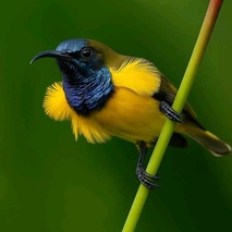 imageProfile