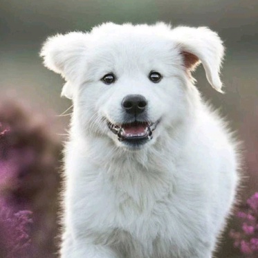 imageProfile