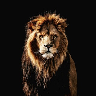 imageProfile