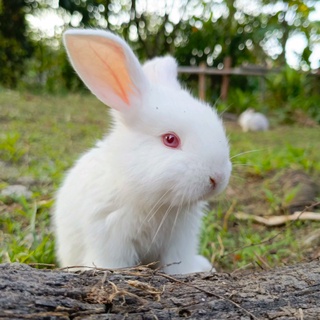 imageProfile