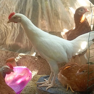 imageProfile