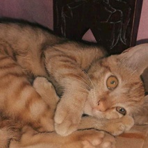 imageProfile