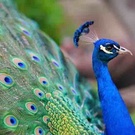 imageProfile