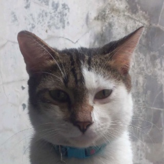 imageProfile