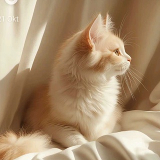 imageProfile