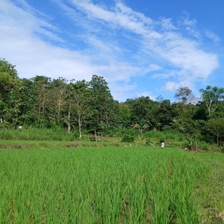 imageProfile