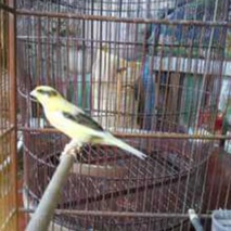 imageProfile