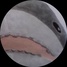 imageProfile