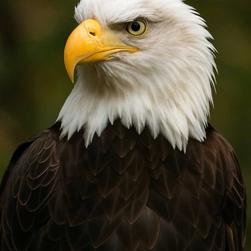 imageProfile