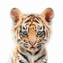 imageProfile