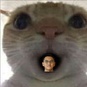 imageProfile